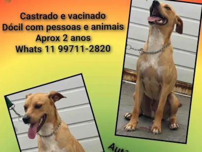 Cachorro raça SRD-ViraLata idade 2 anos nome Francisco