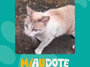 Gato raça SRD-ViraLata idade 1 ano nome Adoção Responsavel