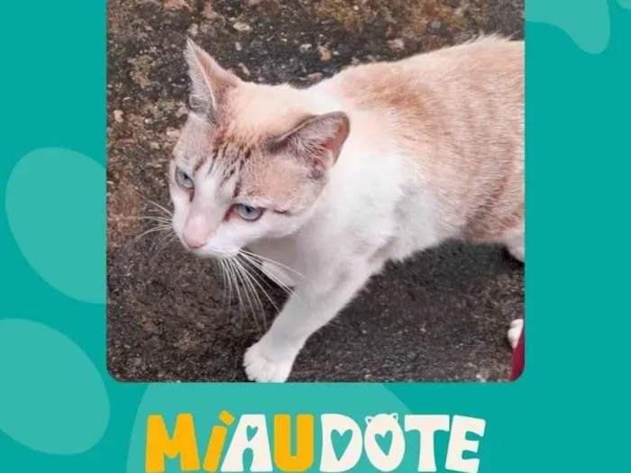Gato ra a SRD-ViraLata idade 1 ano nome Adoção Responsavel