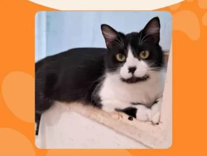 Gato raça SRD-ViraLata idade 1 ano nome YOSHI
