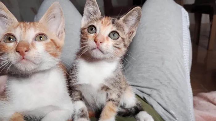 Gato ra a SRD-ViraLata idade 7 a 11 meses nome Princesa