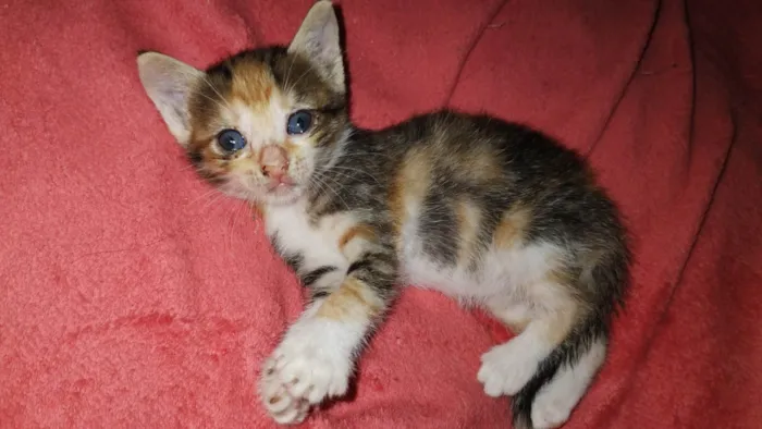 Gato ra a SRD-ViraLata idade 7 a 11 meses nome Princesa