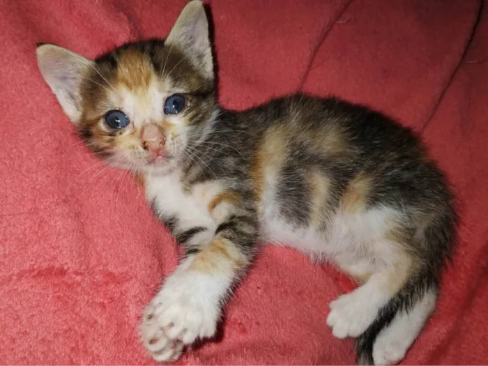 Gato ra a SRD-ViraLata idade 7 a 11 meses nome Princesa