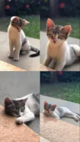 Pititico