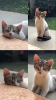 Pititico