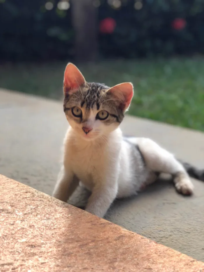 Gato ra a SRD-ViraLata idade 2 a 6 meses nome Pititico