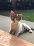 Pititico