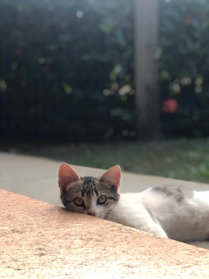Gato ra a SRD-ViraLata idade 2 a 6 meses nome Pititico