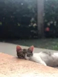 Pititico