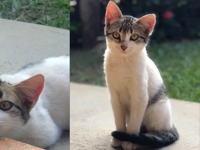 Gato ra a SRD-ViraLata idade 2 a 6 meses nome Pititico