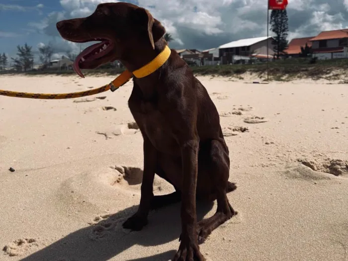 Cachorro ra a SRD-ViraLata idade 7 a 11 meses nome Madona