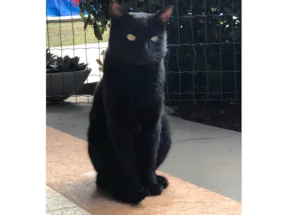 Gato raça SRD-ViraLata idade 1 ano nome Banguela