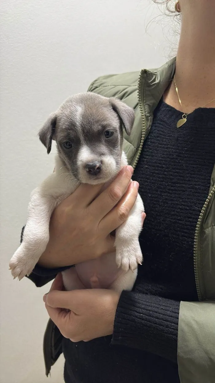 Cachorro ra a SRD-ViraLata idade 2 a 6 meses nome Filhotes