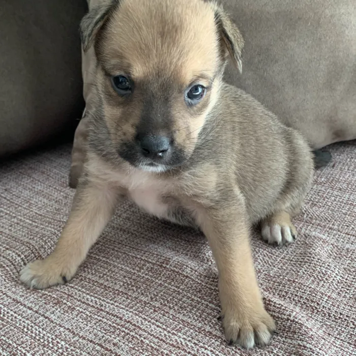 Cachorro ra a SRD-ViraLata idade 2 a 6 meses nome Filhotes