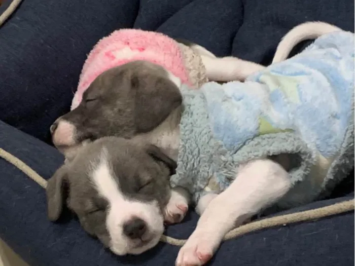 Cachorro ra a SRD-ViraLata idade 2 a 6 meses nome Filhotes