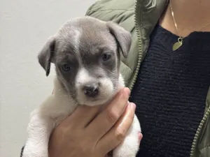 Cachorro raça SRD-ViraLata idade 2 a 6 meses nome Filhotes