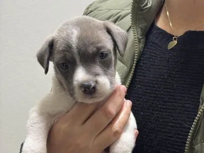 Cachorro raça SRD-ViraLata idade 2 a 6 meses nome Filhotes