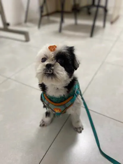Cachorro ra a Shitzu idade 2 anos nome Billy e Belinha