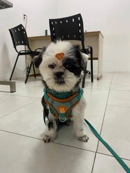 Cachorro ra a Shitzu idade 2 anos nome Billy e Belinha