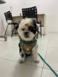 Billy e Belinha
