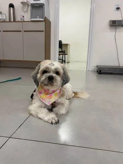 Cachorro ra a Shitzu idade 2 anos nome Billy e Belinha