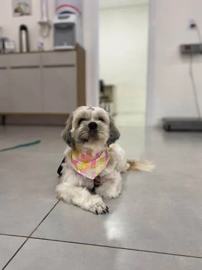 Cachorro ra a Shitzu idade 2 anos nome Billy e Belinha