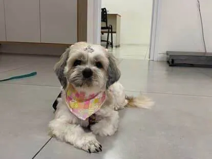 Cachorro ra a Shitzu idade 2 anos nome Billy e Belinha