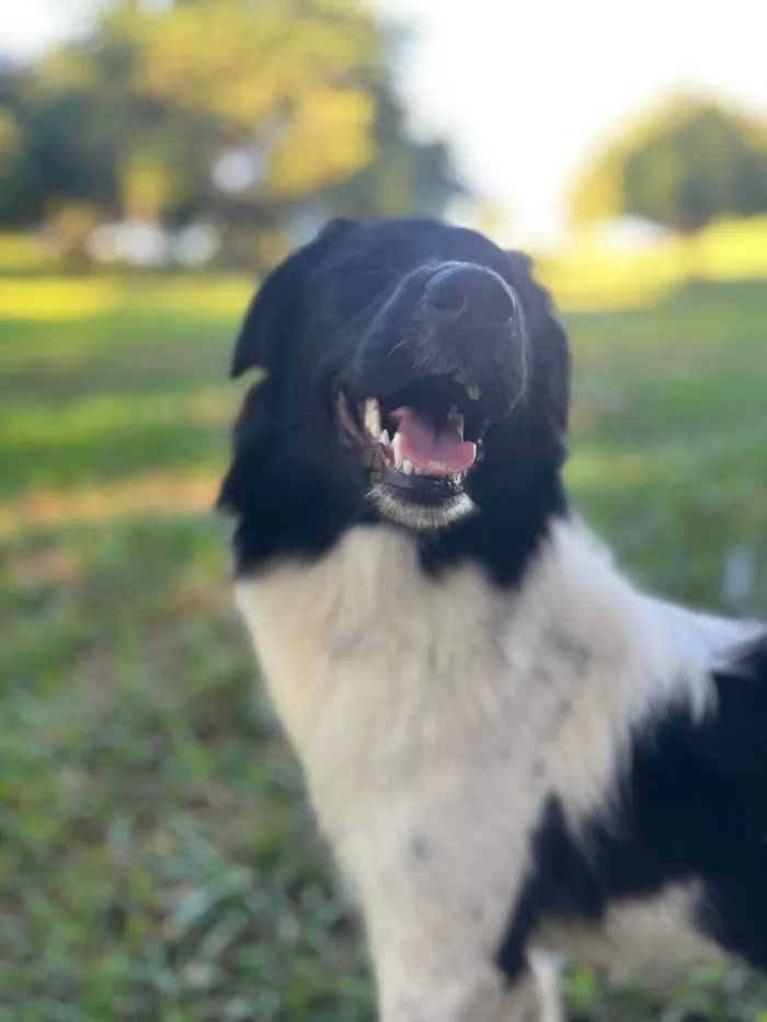 Cachorro ra a Perdigueiro idade 7 a 11 meses nome Pipoca