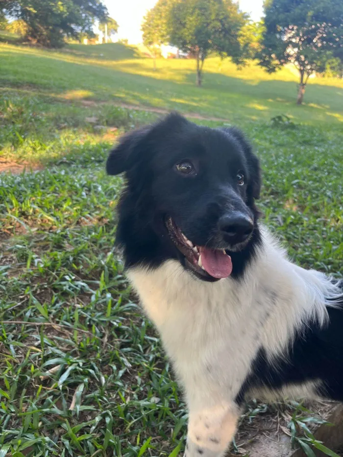 Cachorro ra a Perdigueiro idade 7 a 11 meses nome Pipoca