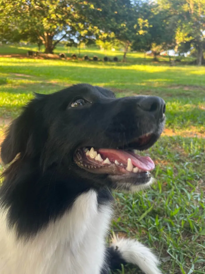Cachorro ra a Perdigueiro idade 7 a 11 meses nome Pipoca