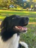 Pipoca