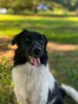Pipoca