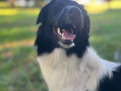 Cachorro raça Perdigueiro idade 7 a 11 meses nome Pipoca