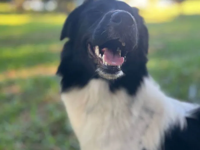 Cachorro ra a Perdigueiro idade 7 a 11 meses nome Pipoca
