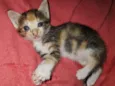 Princesa