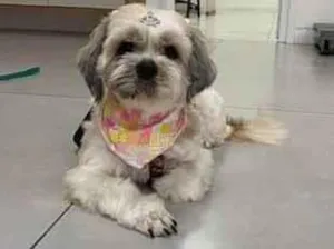 Cachorro raça Shitzu idade 2 anos nome Billy e Belinha