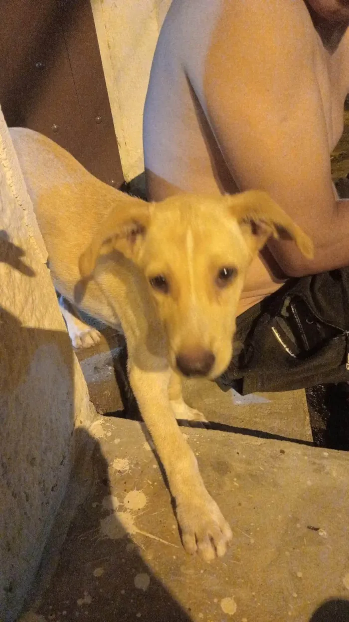Cachorro ra a SRD-ViraLata idade 7 a 11 meses nome Summer