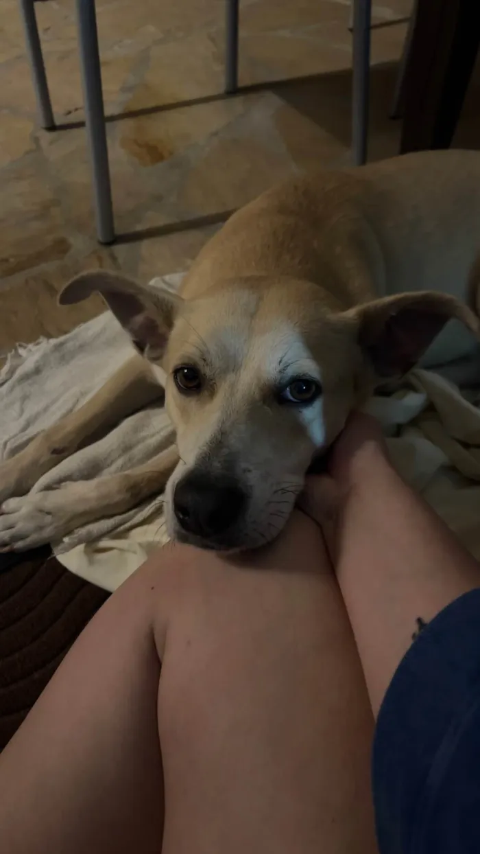 Cachorro ra a SRD-ViraLata idade 2 anos nome Carmela 