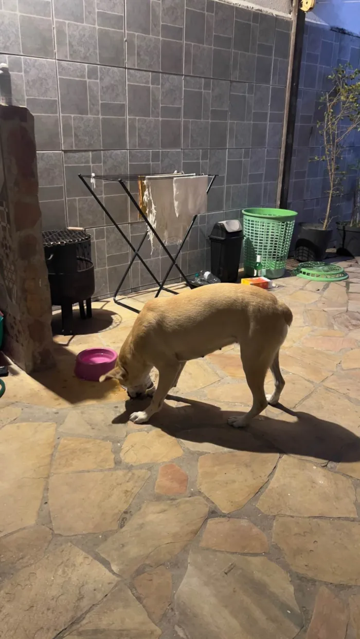 Cachorro ra a SRD-ViraLata idade 2 anos nome Carmela 