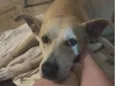 Carmela