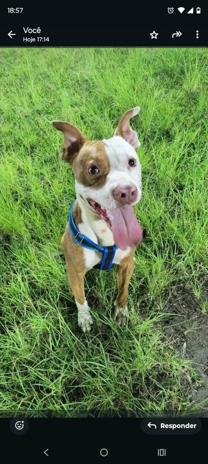 Cachorro ra a Pit-Bull idade 2 anos nome Look