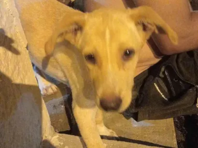 Cachorro raça SRD-ViraLata idade 7 a 11 meses nome Summer