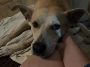 Cachorro raça SRD-ViraLata idade 2 anos nome Carmela 