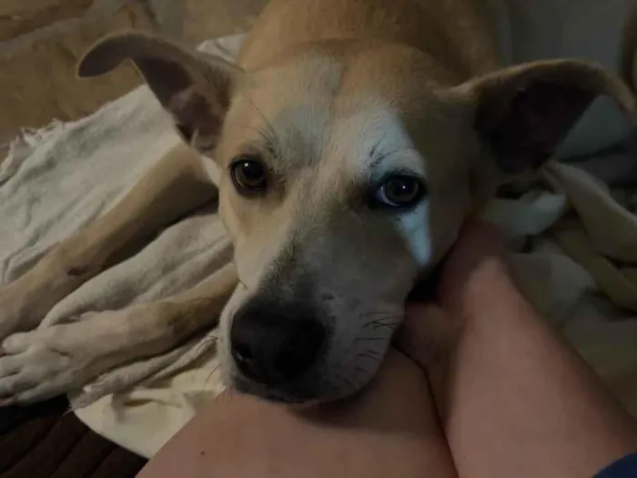 Cachorro ra a SRD-ViraLata idade 2 anos nome Carmela 