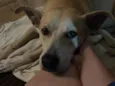 Carmela