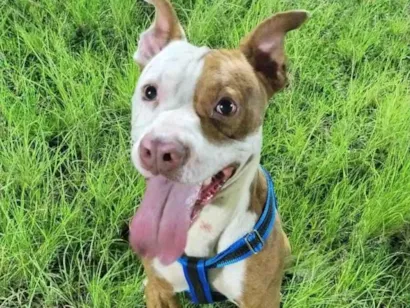 Cachorro raça Pit-Bull idade 2 anos nome Look