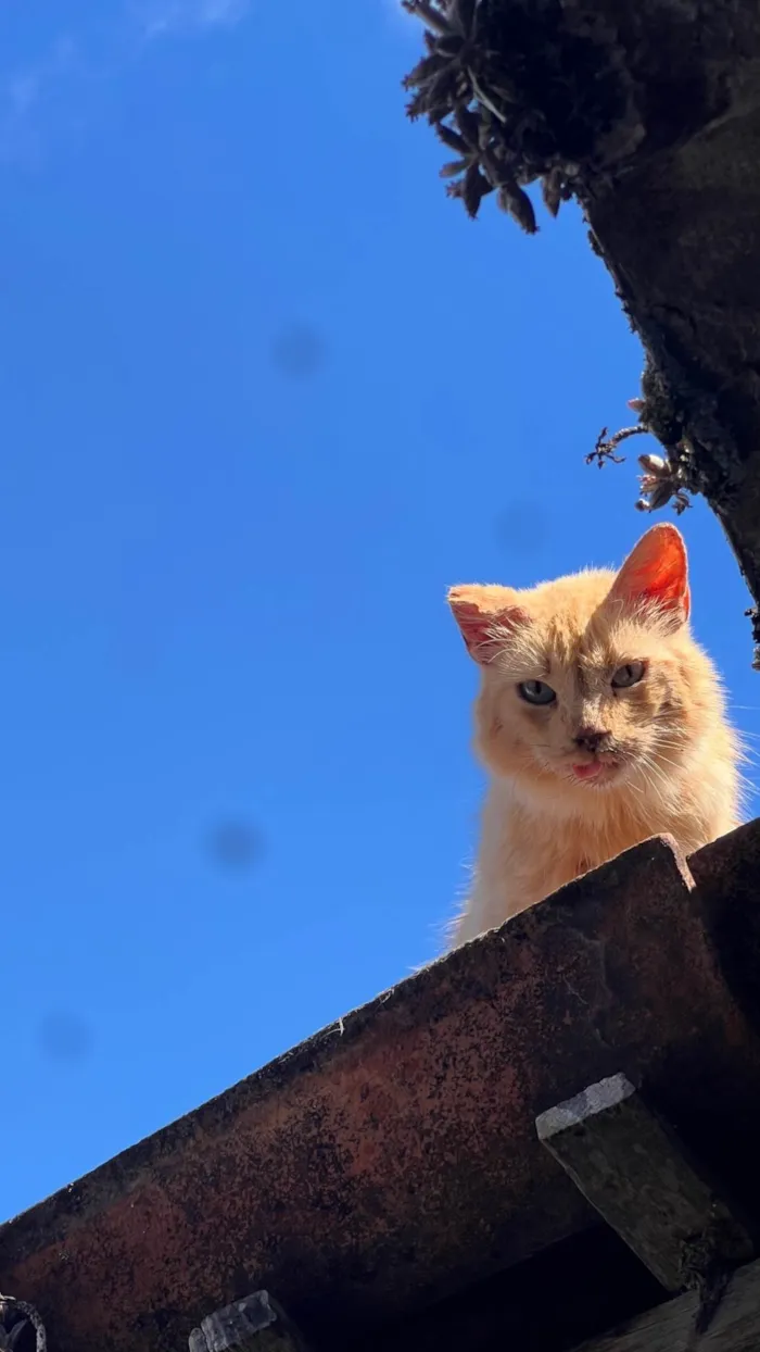 Gato ra a SRD-ViraLata idade 6 ou mais anos nome Neko 