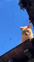 Neko