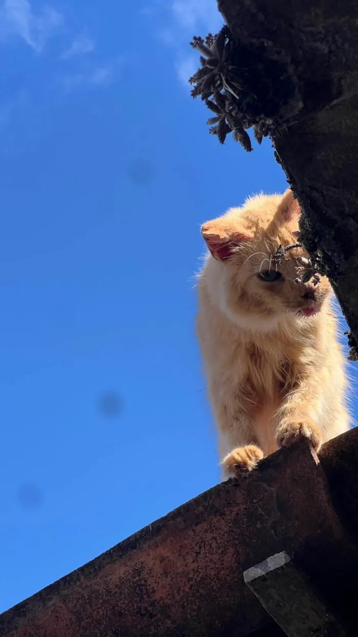 Gato ra a SRD-ViraLata idade 6 ou mais anos nome Neko 