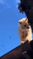 Neko